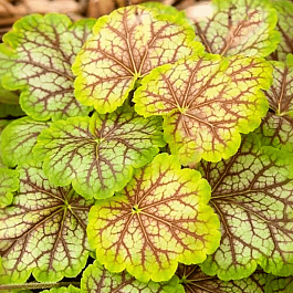 Гейхера Van Gogh