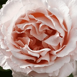 Роза чайно-гибридная Andre Le Notre