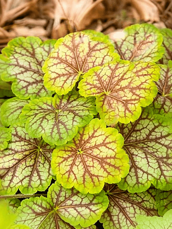 Гейхера Van Gogh