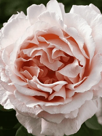 Роза чайно-гибридная Andre Le Notre