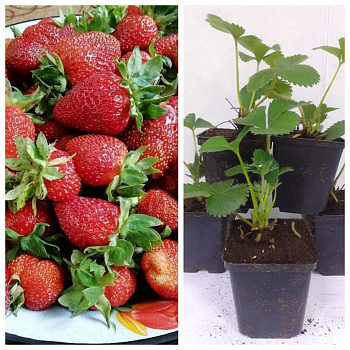 Земляника садовая Росинка НАБОР 5ШТ Земляника садовая Росинка НАБОР 5ШТ