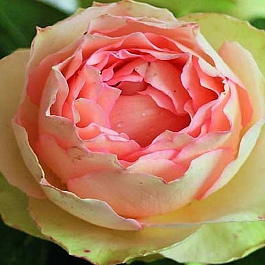 Роза чайно-гибридная Джалита