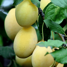 Слива домашняя Очаковская желтая