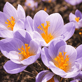 Крокус прекрасный