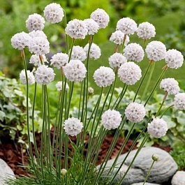 Армерия приморская Армада Вайт