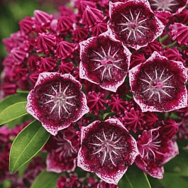 Кальмия широколистная Keepsake