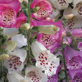 Наперстянка пурпурная Dalmatian Mix