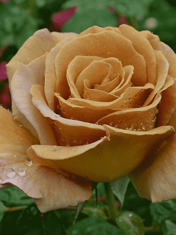 Роза чайно-гибридная Honey Dijon