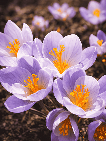 Крокус прекрасный