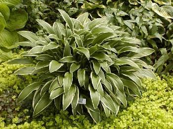 Хоста гибридная Helenioides Albopicta