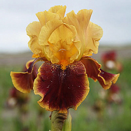 Ирис бородатый Тайгер Баттер