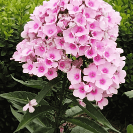 Флокс метельчатый Hercules