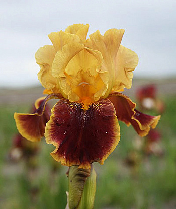 Ирис бородатый Тайгер Баттер