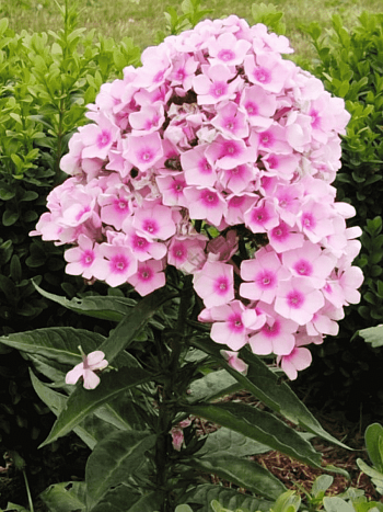 Флокс метельчатый Hercules