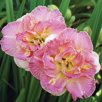 Лилейник гибридный Лейси Дойли