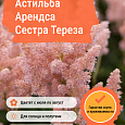 Астильба Арендса Сестра Тереза Астильба Арендса Сестра Тереза