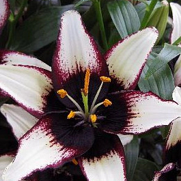 Лилия азиатская Танго Блэк Ай