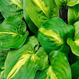 Хоста Mango Tango