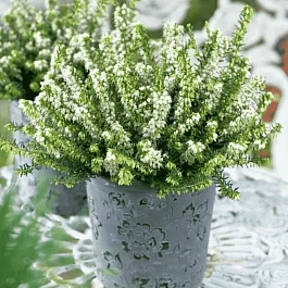 Эрика дарленская White perfection