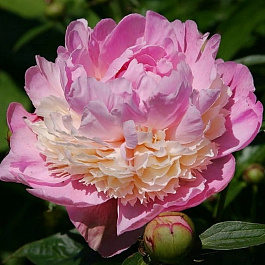 Пион травянистый Сорбет