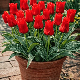 Тюльпан ботанический Red Riding Hood