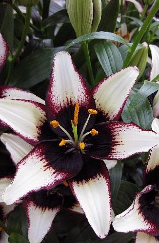 Лилия азиатская Танго Блэк Ай