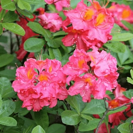 Азалия крупноцветковая Juanita