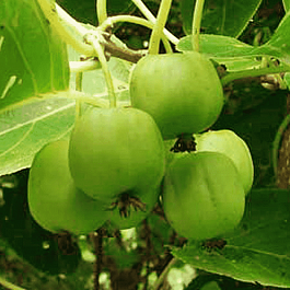 Актинидия джиральди Туземка