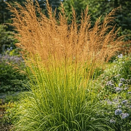 Молиния тростниковая Karl Foerster