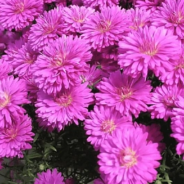 Астра Ново-бельгийская Henry I Pink