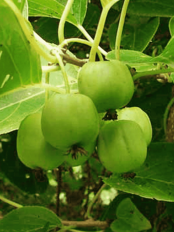 Актинидия джиральди Туземка