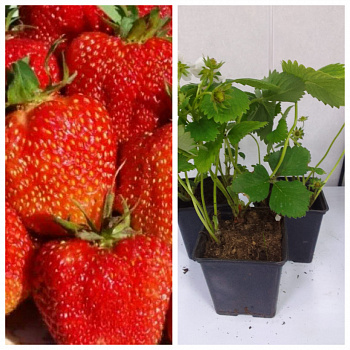 Земляника садовая Богема НАБОР 3ШТ Земляника садовая Богема НАБОР 3ШТ