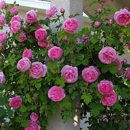 Роза парковая Луис Одьер