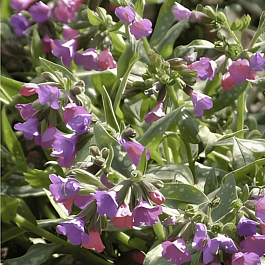 Медуница гибридная Margery Fish