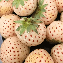 Земляника садовая Ананасная