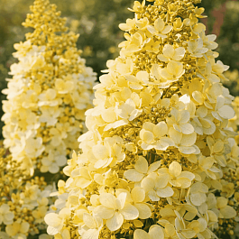 Гортензия метельчатая Petite lantern