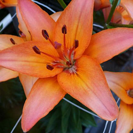 Лилия азиатская Фореве Маджолин