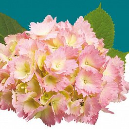 Гортензия крупнолистовая Кумико