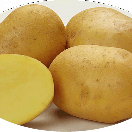 Картофель семенной Лисана