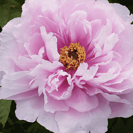 Пион древовидный Jade Flower