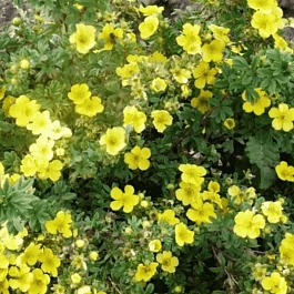 Лапчатка кустарниковая Gigant