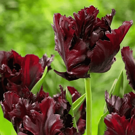 Тюльпан попугайный Black Parrot