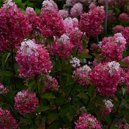 Гортензия метельчатая Самарская Лидия Гортензия метельчатая Самарская Лидия