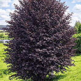 Черемуха неубиенная