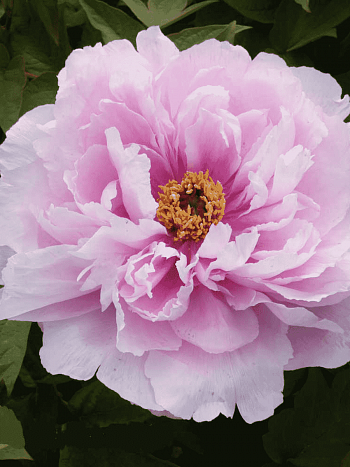 Пион древовидный Jade Flower