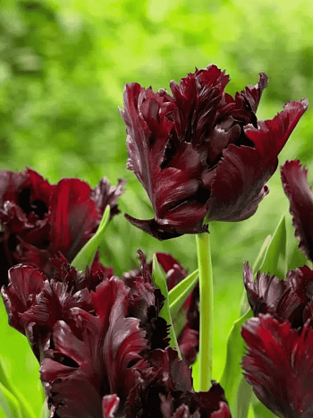 Тюльпан попугайный Black Parrot