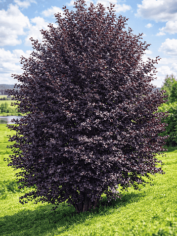 Черемуха неубиенная