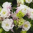 Аквилегия обыкновенная Winky Double Rose and White