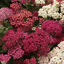 Тысячелистник Flowerburst Red Shade