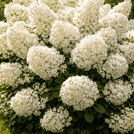 Гортензия метельчатая Bobo ТОЛЬКО САМОВЫВОЗ